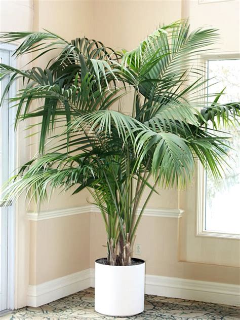 11 Best Indoor Palm Plants You Can Grow In India • India Gardening