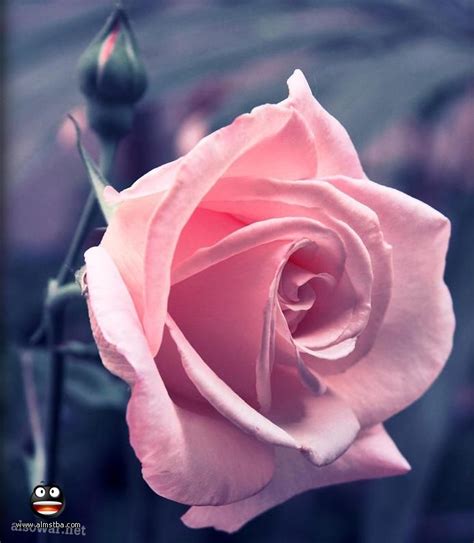 صور ازهار اجمل صورة للازهار البريه عيون الرومانسية