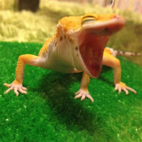Cute Leopard Gecko Smiling Wallpapers Gallery