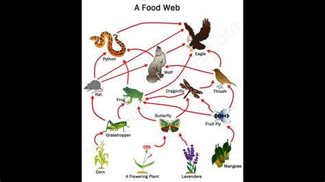 How To Draw Food Web Youtube