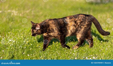 Adult Domestic Cat Hunting In Grass And Daisies Stock Image Image Of
