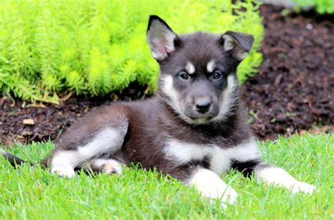 German shepherd husky mix breed review: Apple | Gerberian Shepsky Puppy For Sale | Keystone Puppies