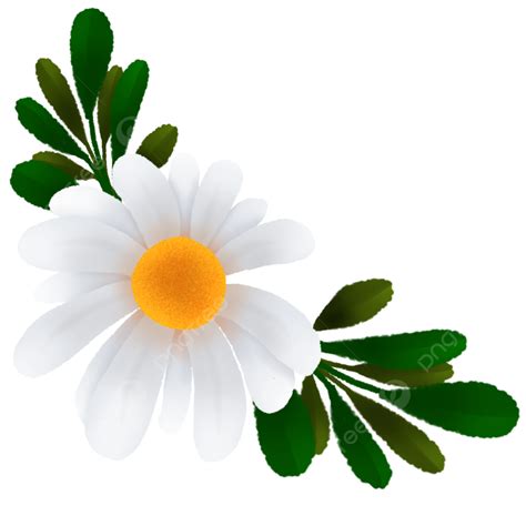 Daisy With Leafs Illustration Daisies Flower White Png Transparent