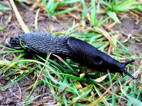 Black Slug Fauna Of Lodi Lake Park · Inaturalist