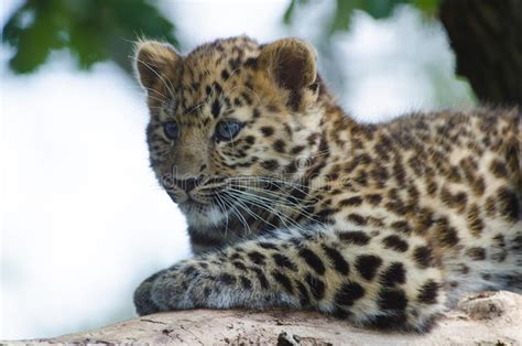 An Amur Leopard Cub Stock Image Image Of Critically 84433119