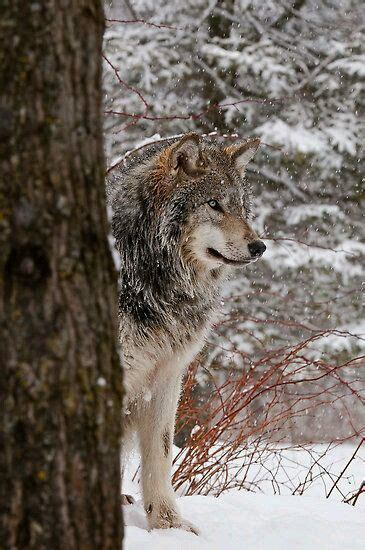 Gray Timber Wolf Howling 5x7 Matted Animal Photography Wildlife