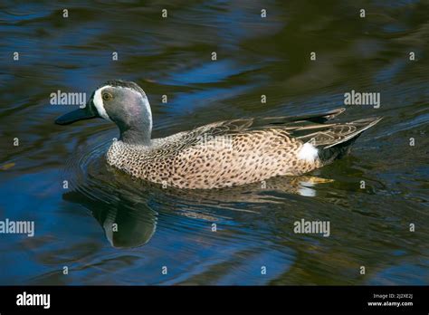 A Male Blue Winged Teal Duck Swims Across A Pond In The Florida