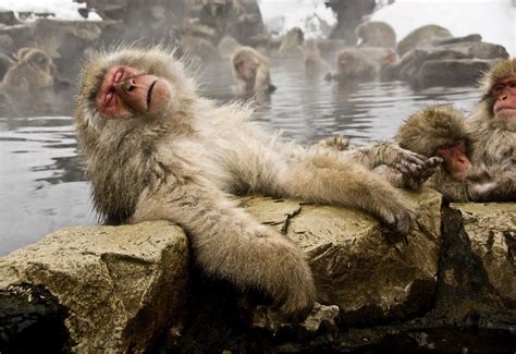 Hot Springs In Japan Are Just Amazing Ask This Fellow What He Thinks
