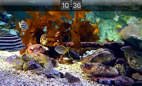 3d Fish Screensaver For Mac Lulirocks