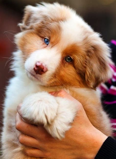 Top 10 Most Affectionate Dog Breeds Cute Animals Cute Dogs Cute Puppies