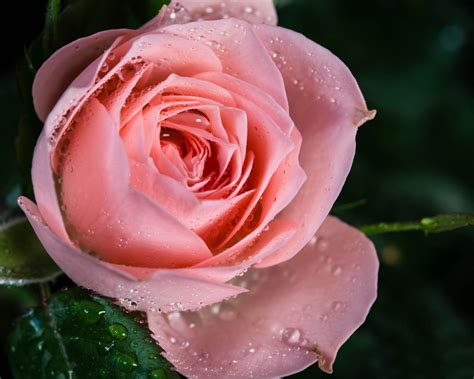 Wallpaper Pink Rose Flower Dew Close Up 1920x1200 Hd Picture Image