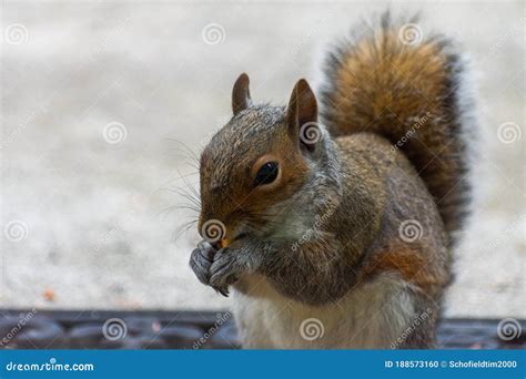 Adorable Squirrel Eating Corn Stock Photo Image Of Colour Nature