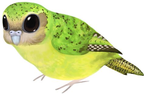 Download Hd Drawn Parakeet Kakapo Budgie Transparent Png Image