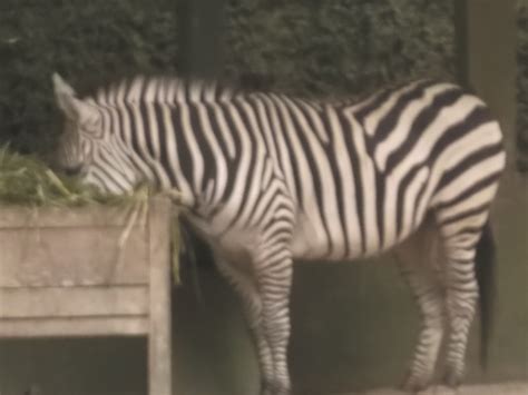 Mengenal Lebih Dekat Tentang Kuda Zebra Fauna Gue