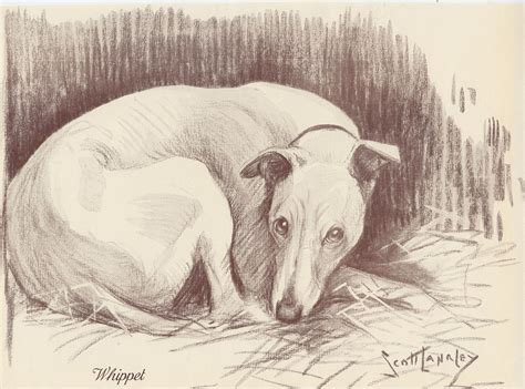 Whippet Dog Whippets Vintage Dog Art Print 1934 By Nina Scott Etsy In