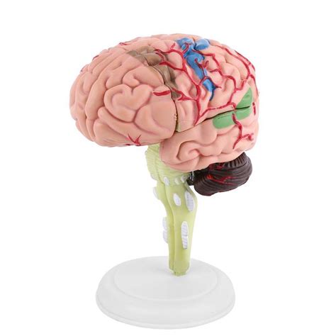Buy Yosoo Gear Human Brain Model Medical Anatomical Brain Model With