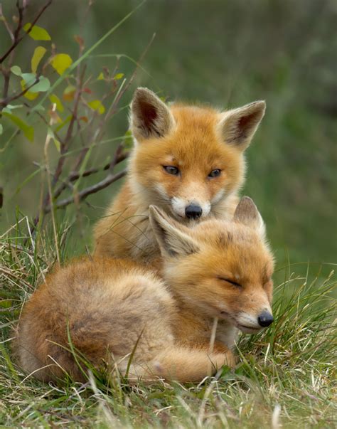 Two Red Fox Cubs Stock Photo Animal Stock Photo Free Download