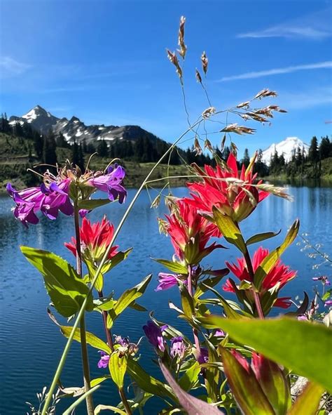 Alpine Flowers And Mt Baker Washington