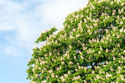 Flowering Chestnut Tree Flowering Chestnut Against The Blue Sky Stock