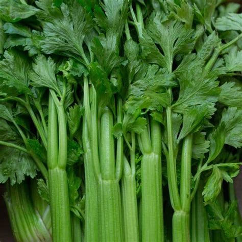 My Celery Is Brown Inside Is It Safe To Eat