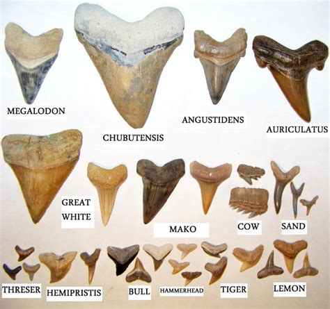 Florida Shark Teeth Fossil Id The Fossil Forum