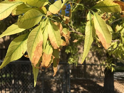 Xtremehorticulture Of The Desert Ash Tree Yellowing Options