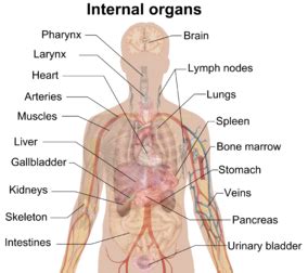 It sits behind your stomach, and part of it is in the luq. Organ (anatomy) - Wikipedia