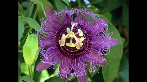Passion Flower Reviews Facts And Warnings Youtube