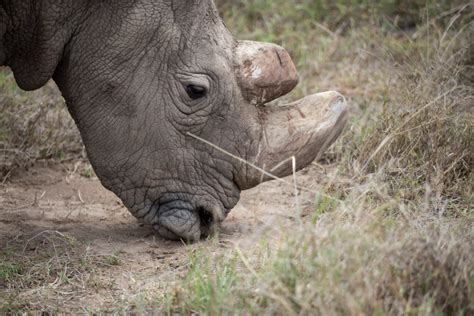 Sudan Last Male Northern White Rhino On Earth Dies Pbs Newshour
