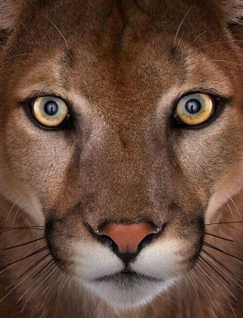 Pin By Cheryl Spound On Cougar Animal Close Up Big Cats Animals