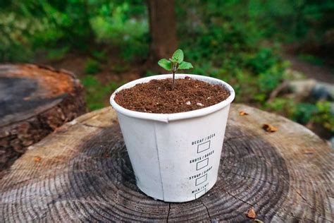 7 Diy Seed Pots From Common Household Items For Starting Seeds Indoors