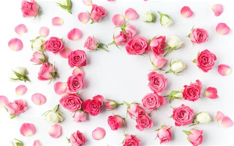Download Wallpaper 1680x1050 Flowers Petals Pink Roses Flowers 16