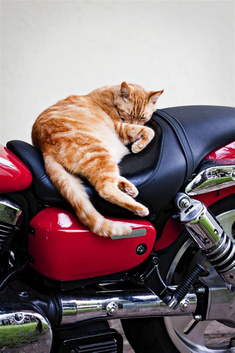 Cats scratching your furniture is annoying at best, destructive at worst. How to Keep Cats Off Motorcycle Seats | Animals - mom.me