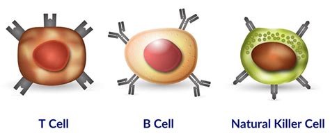 Introduction To White Blood Cells Aka Leukocytes Interactive
