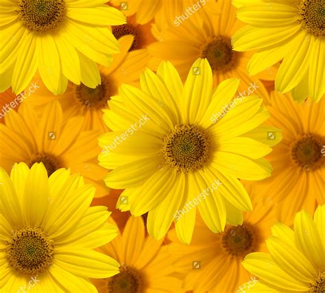 Purple Yellow Daisy Flowers Wallpapers 37 Wallpapers