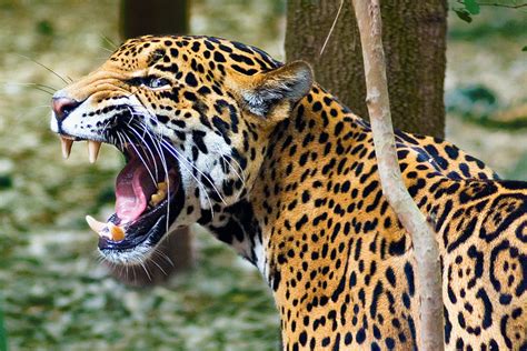 The Animal Blog — Angry Jaguar Photo By Morningthief581