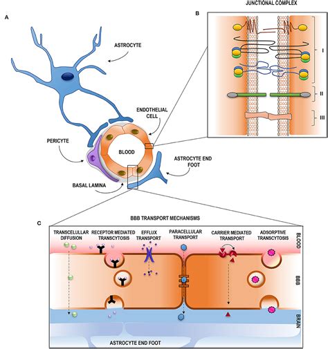 Frontiers Pathophysiology Of Bloodbrain Barrier Permeability