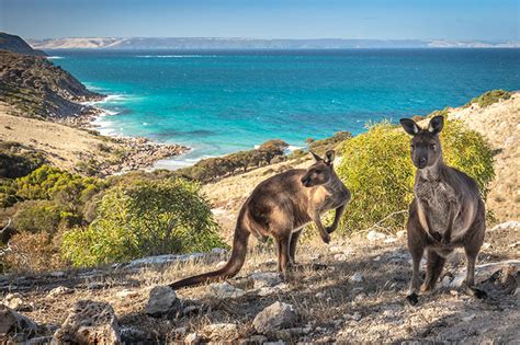 Kangaroo Island Holidays Freedom Destinations