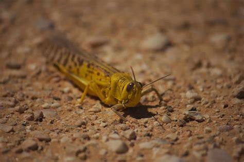 Desert Locusts Trees For The Future