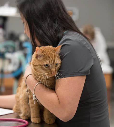 6 Ways To Tell If Your Cat Is In Pain Veterinary Emergency Group