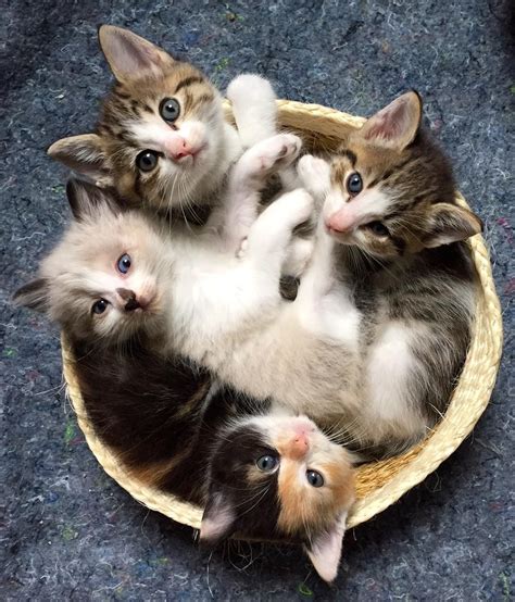 Kitten Basket Baby Cats Cute Cats Kitten
