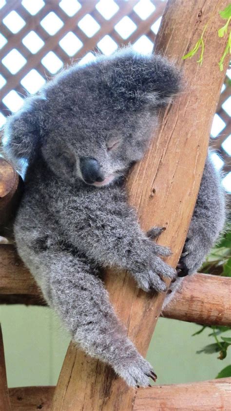 Pin By Nancy Canny On Koala Funny Koala Baby Koala Koala