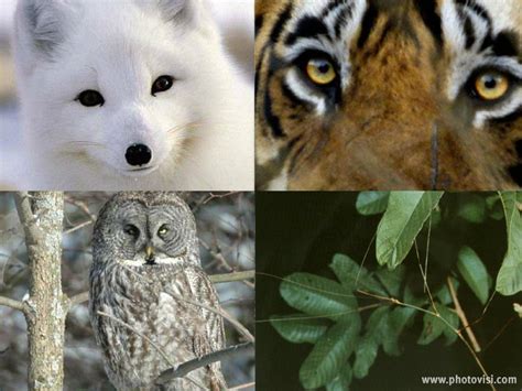 A Camuflagem é Uma Adaptação Extremamente Importante Para Alguns Animais