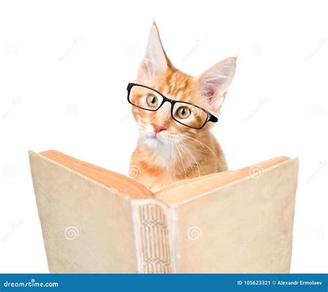 Cat With Glasses Reading A Book Isolated On White Background Stock