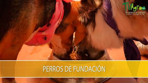 Perros De Fundaciones Tvagro Por Juan Gonzalo Angel Restrepo Youtube