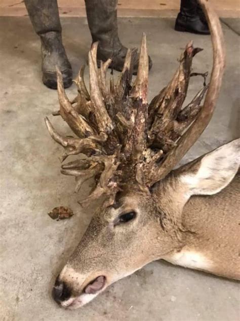 Awesome Cactus Headed Non Typical Buck