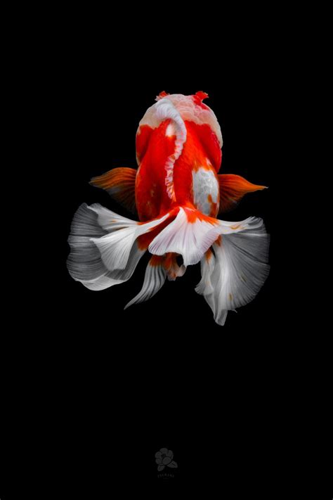 Richly Hued Portraits Of Elegant Chinese Goldfish By Tsubaki Colossal