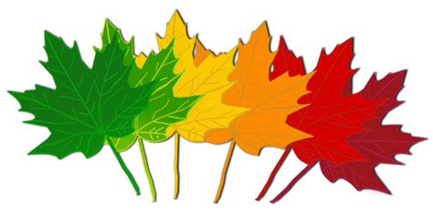 Download High Quality Tree Clipart Leaf Transparent Png Images Art