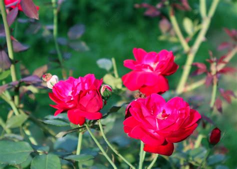 Blood Red Roses In The Garden Plant Background Roses Plant