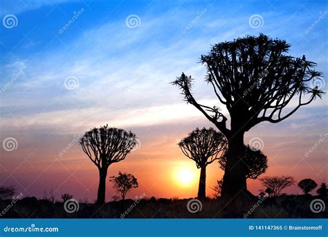 Quiver Trees Silhouettes On Bright Sunset Sky Background Magnificent